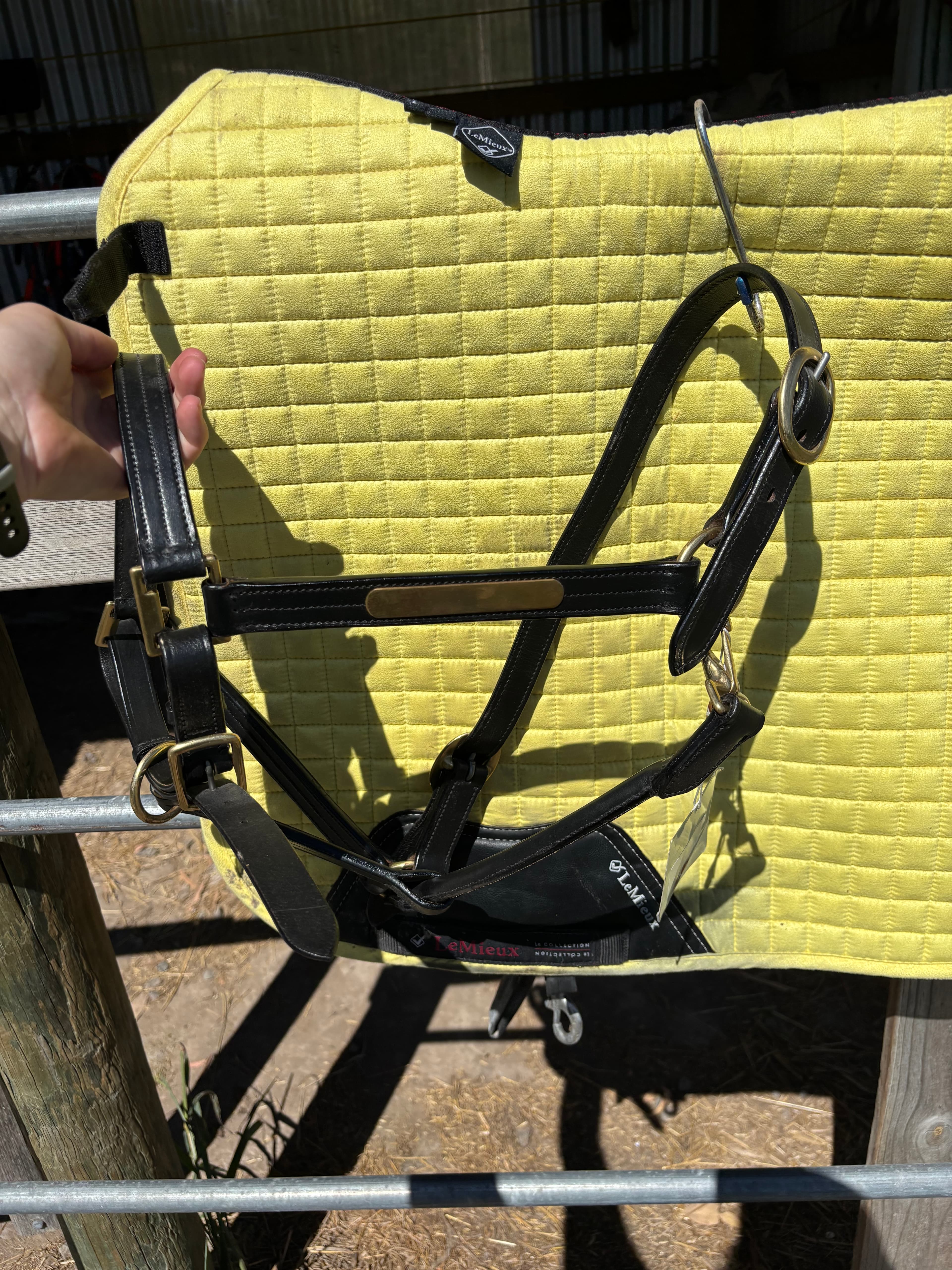 Leather Halter with Name Plate