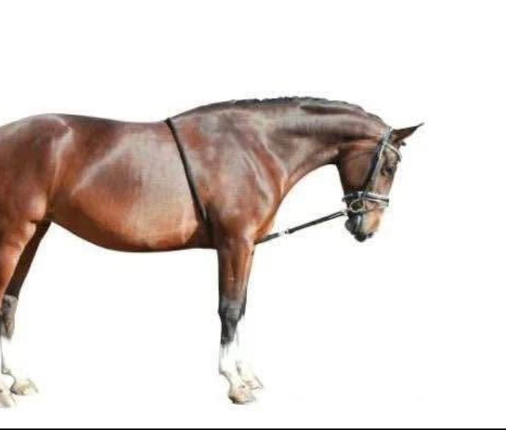 Lunging system — image 1