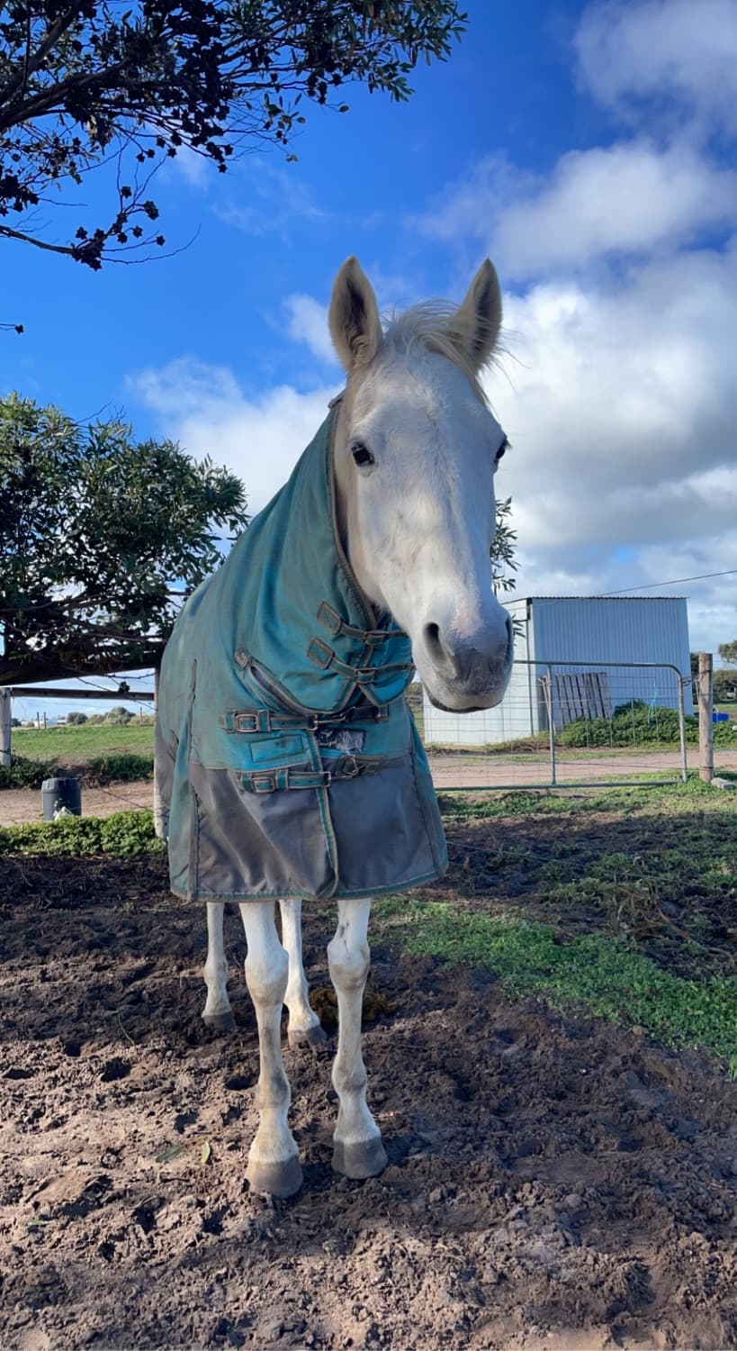 6’0 winter rug — image 1