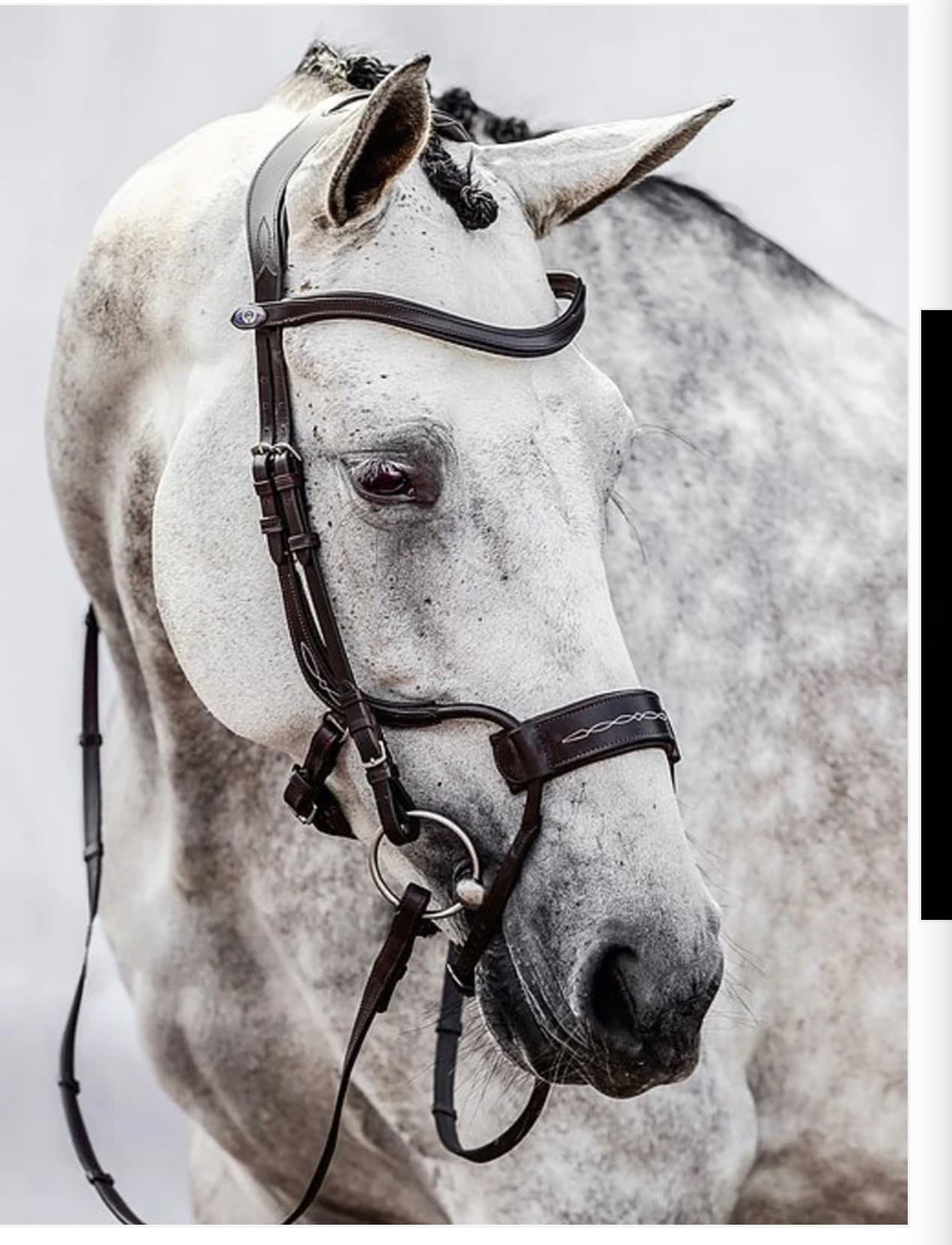 PSOS High Jump Bridle