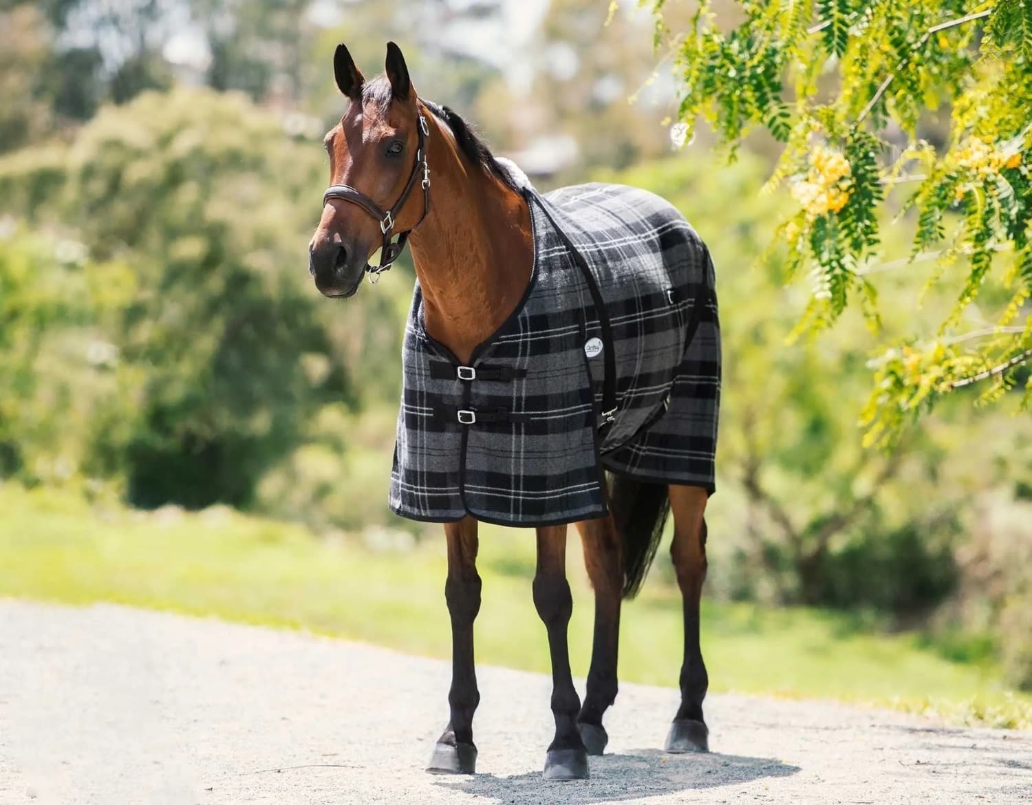 Caribu Wool Rug — image 1