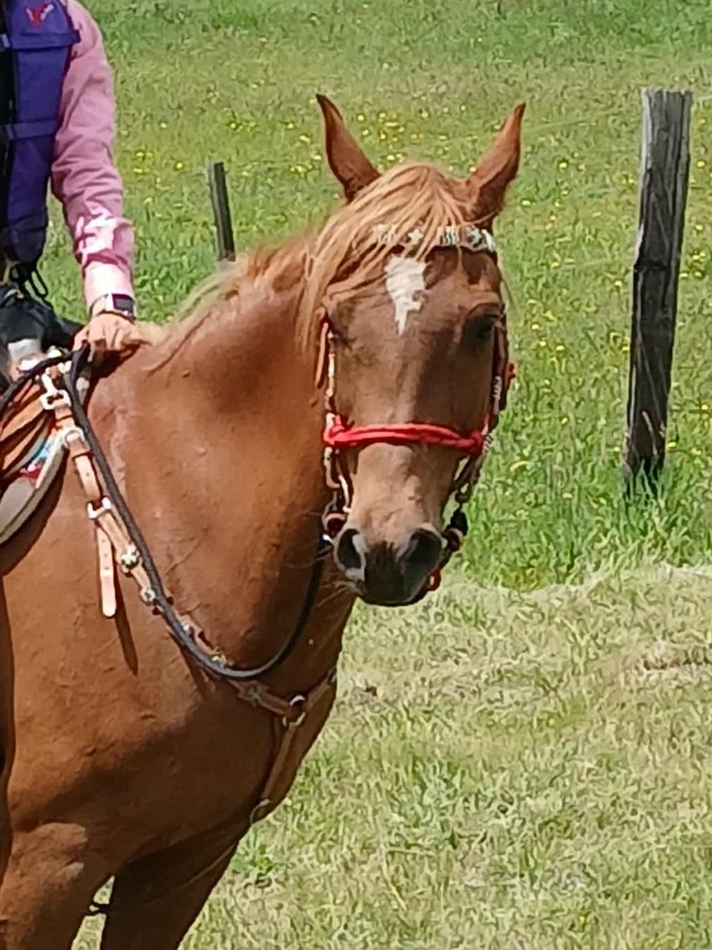 Western Tack Set — image 1