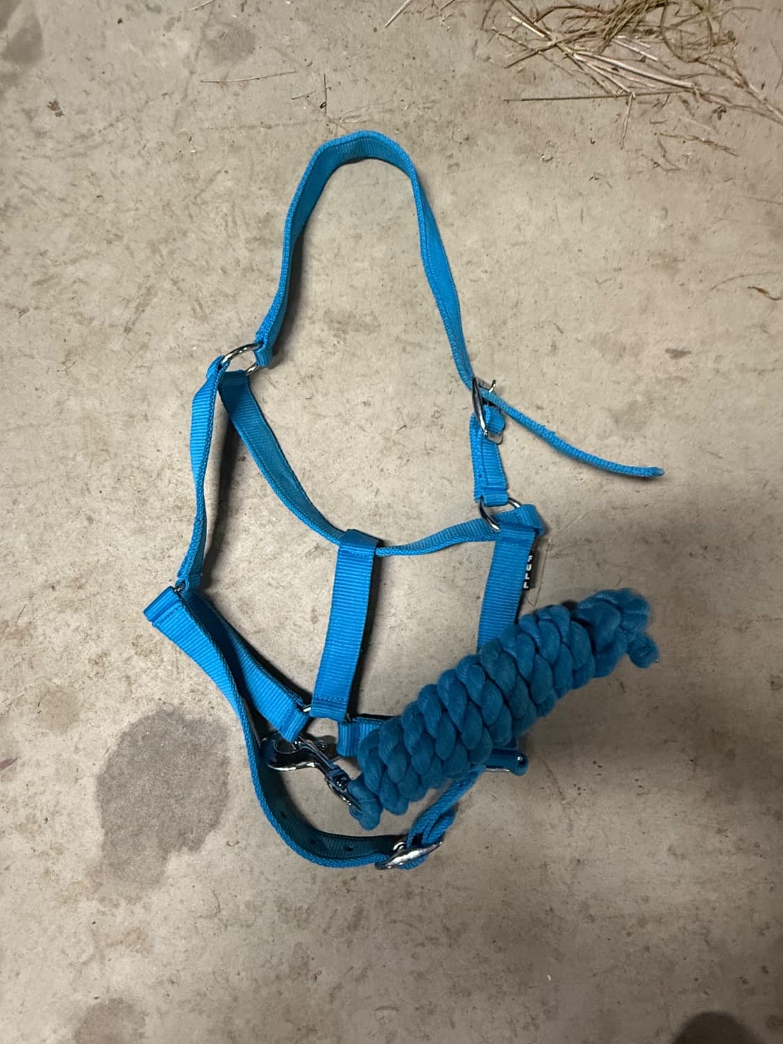 Halter with Lead — image 1
