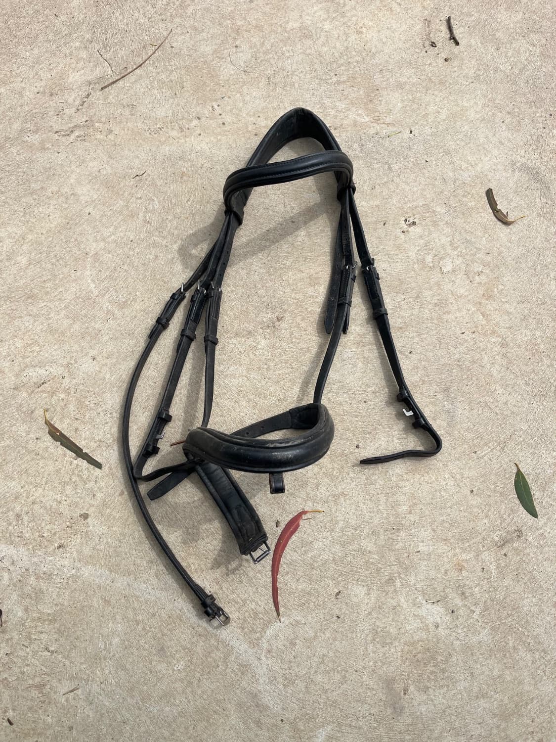 Bridle — image 1