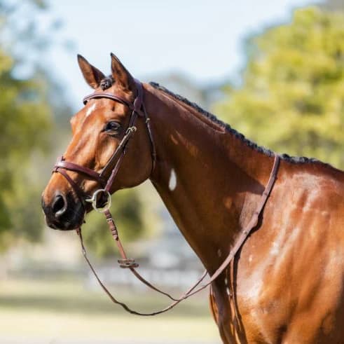 Cavalier Anatomical Leather Bridle - Cob — image 1